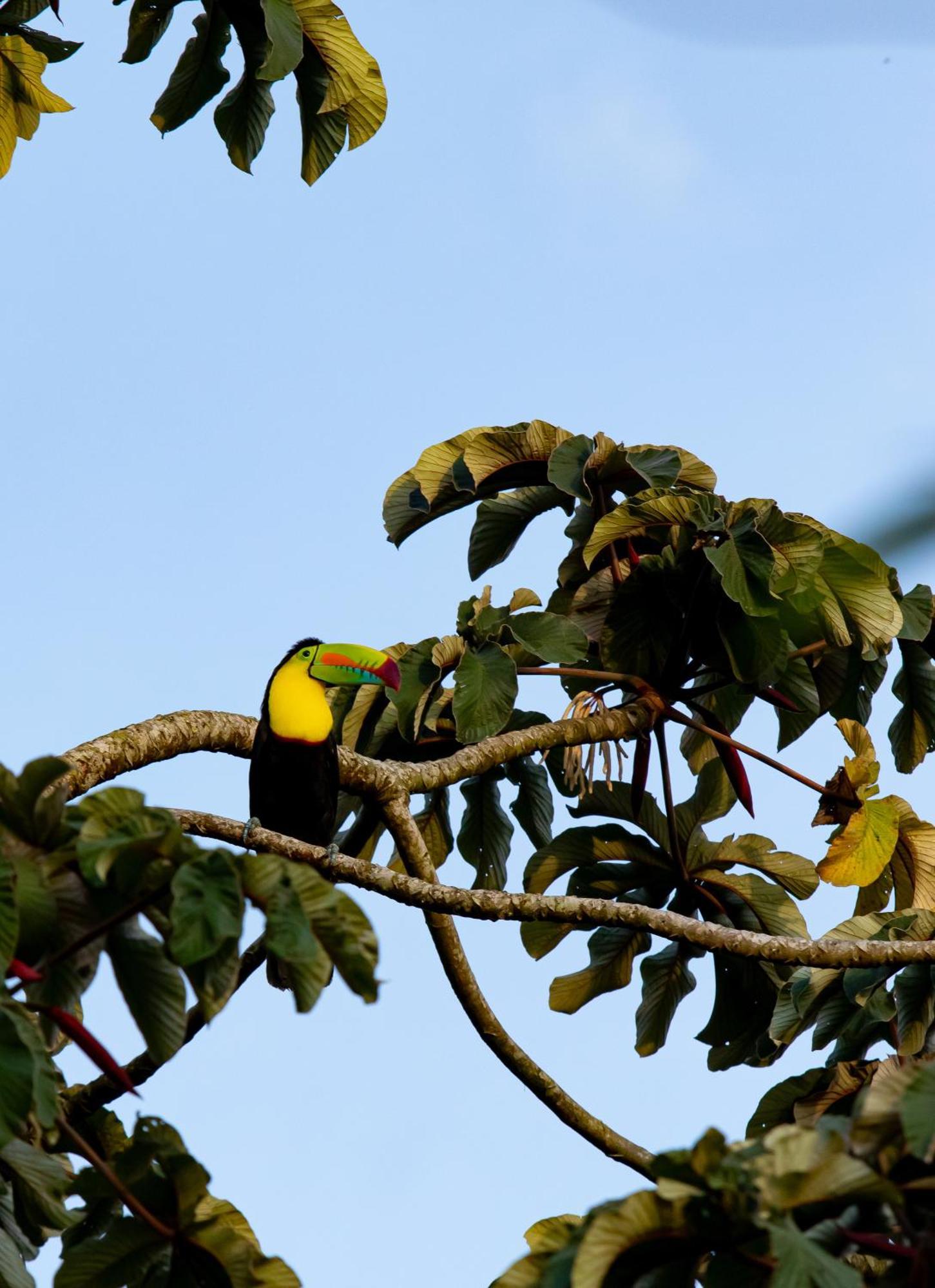 Heliconias Rainforest Lodge Bijagua Eksteriør bilde